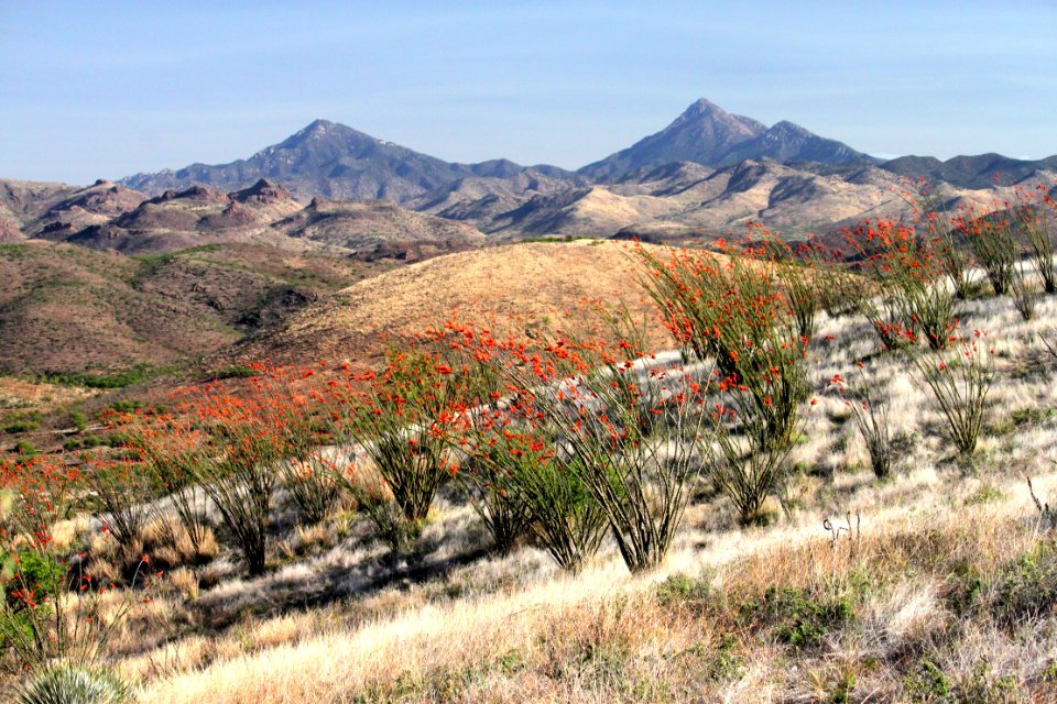 10y - OCOTILLO (Fouquieria splendens) (4-22-15) property near pat lake st pk, sc co, az (1)