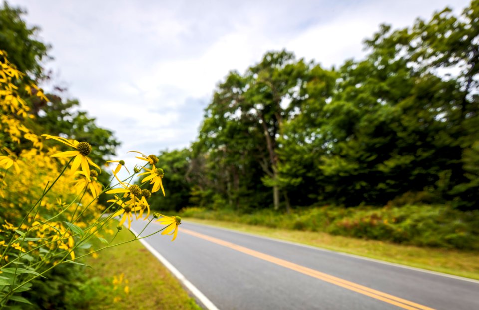 Sunflowers Along Skyline Drive