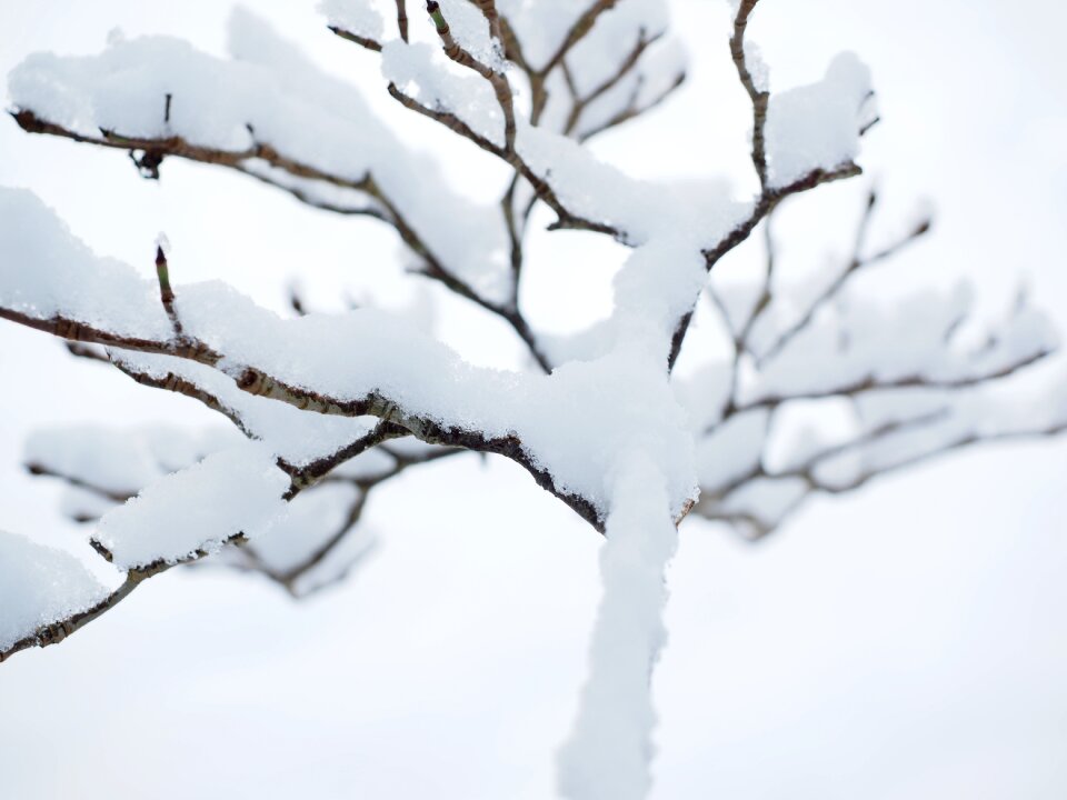 Trees snowed in winter forest