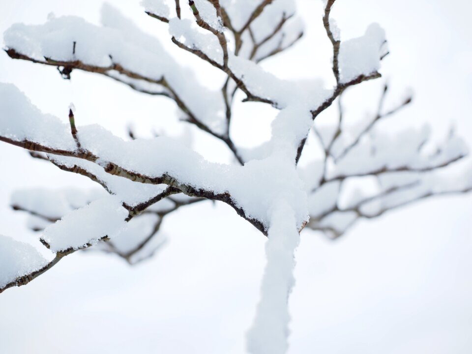 Trees snowed in winter forest photo