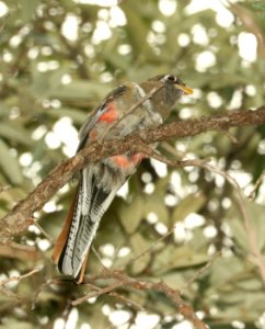 514 - ELEGANT TROGON (8-17-2018) madera canyon, santa cruz co, az -04 immature