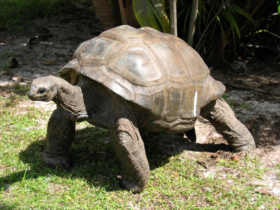Shell endangered reptile
