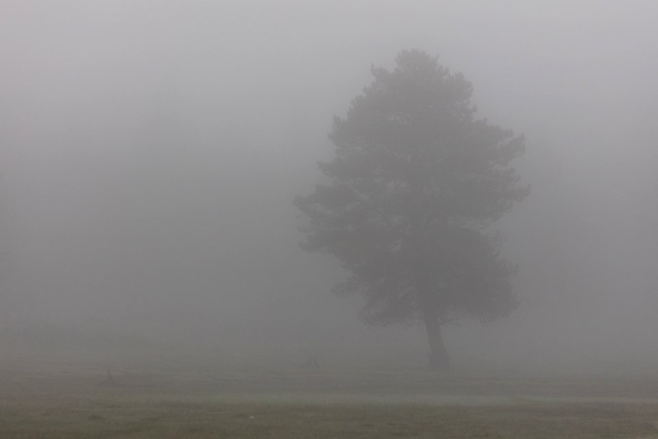 Foggy Morning in Lower Geyser Basin