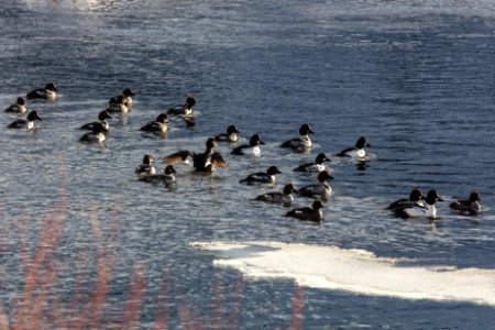 Common goldeneyes on Lamar River photo