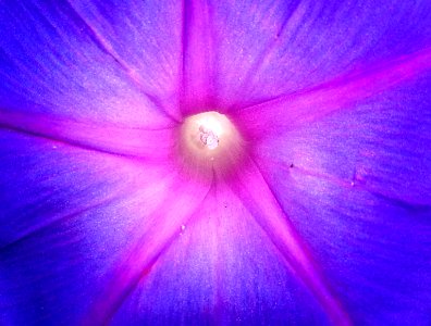 MORNING GLORY (2-4-2016) fairchild  tropical gardens, miami-dade co, fl -03