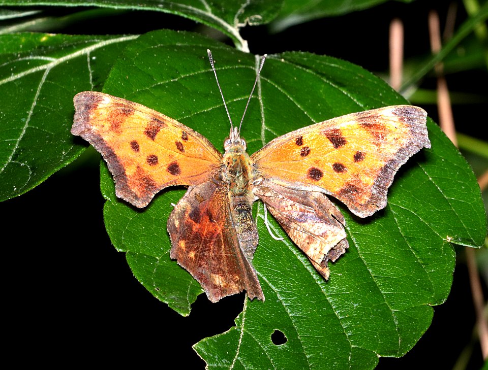 COMMA, EASTERN (Polygonia comma) (6-16-2017) penny's bend, durham co, nc -02