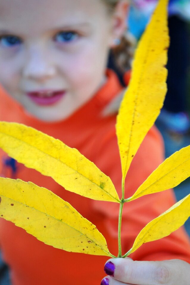 Young nature fall photo