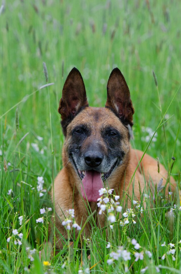 Belgian shepherd dog dog pet photo