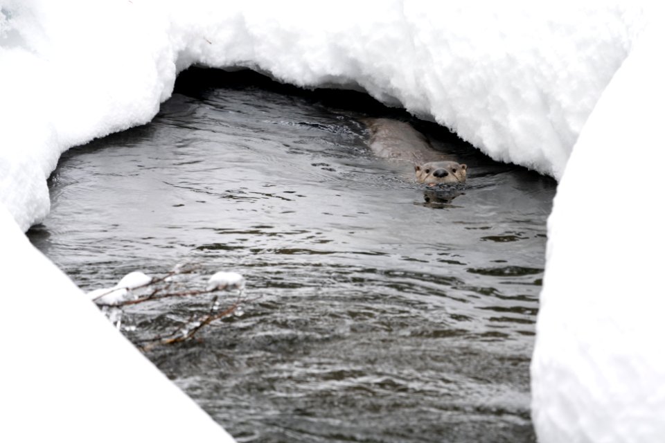 River otter in Spring Creek