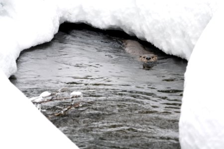 River otter in Spring Creek
