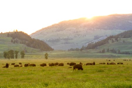 Bison grazing at sunset in Lamar Valley during InstaMeet