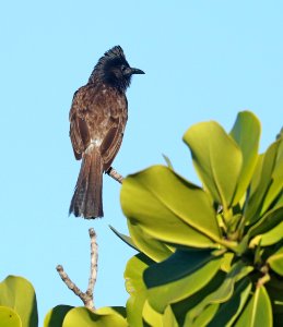 RED-VENTED BULBUL (8-27-2017) keehi beach park, honolulu, oahu, hawaii -03