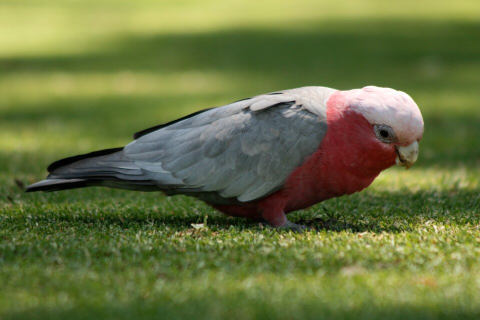 Beak bird tropical