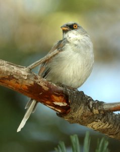 900 - YELLOW-EYED JUNCO (9-3-2019) sawmill canyon, huachuca mts, cochise co, az -02