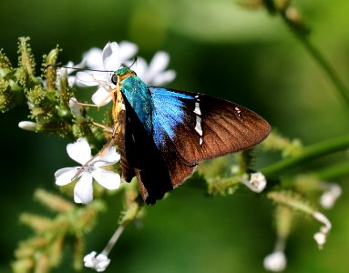 FLASHER, TWO-BARRED (Astraptesfulgerator) (10-26-2015) national butterfly center, mission, hidalgo co, tx -05
