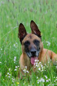 Belgian shepherd dog dog pet