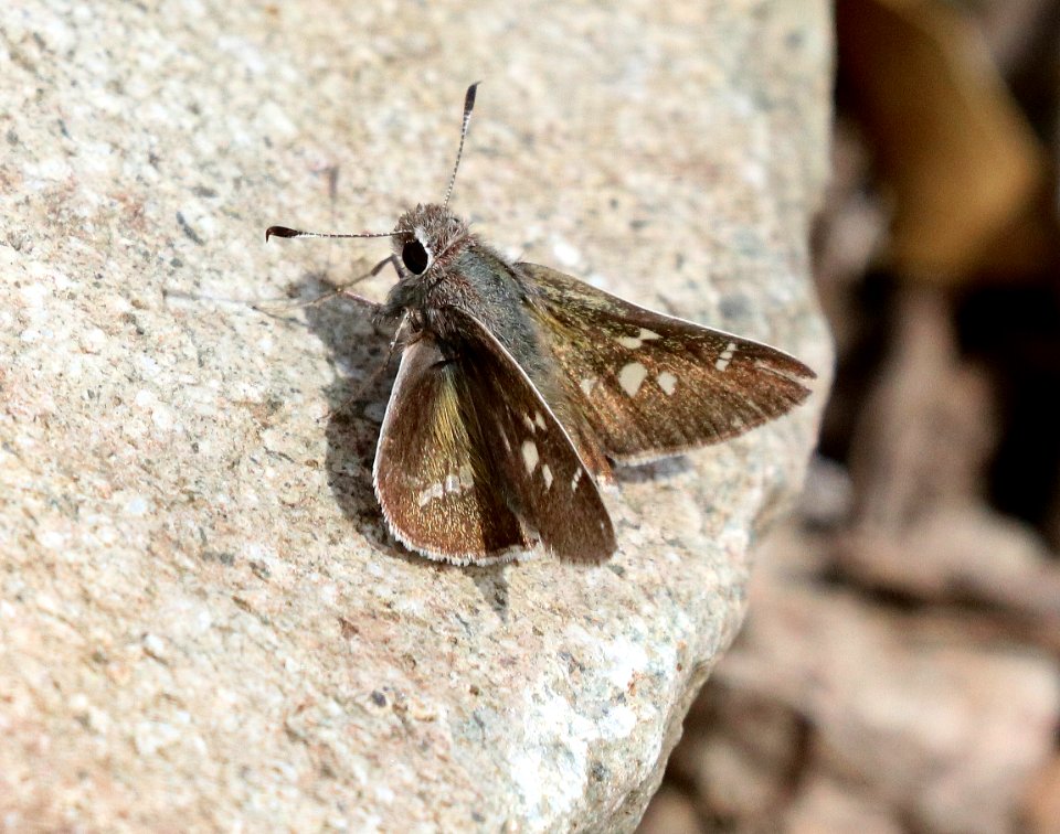 SKIPPER, WHITE-BARRED (Atryrtonopsis pittacus)  (5-11-2020) upper peppersauce cyn, catalina mts, pinal co, az -01