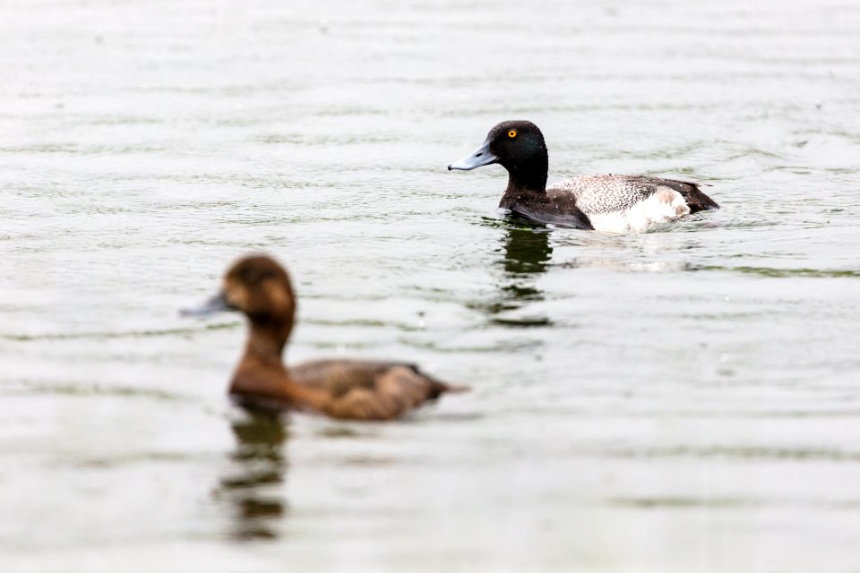 Lesser scaup (Aythya affinis) pair on Trout Lake