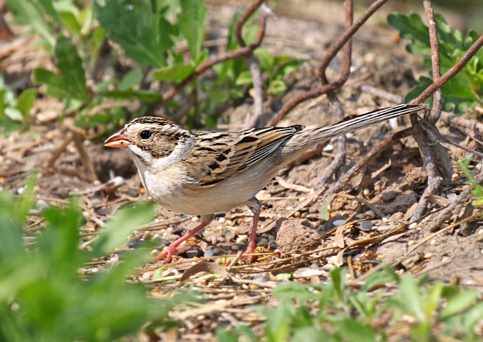 872 - CLAY0COLORED SPARROW (2-13-2015) americana r v park, mission, hidalgo co, tx -01 edited-1