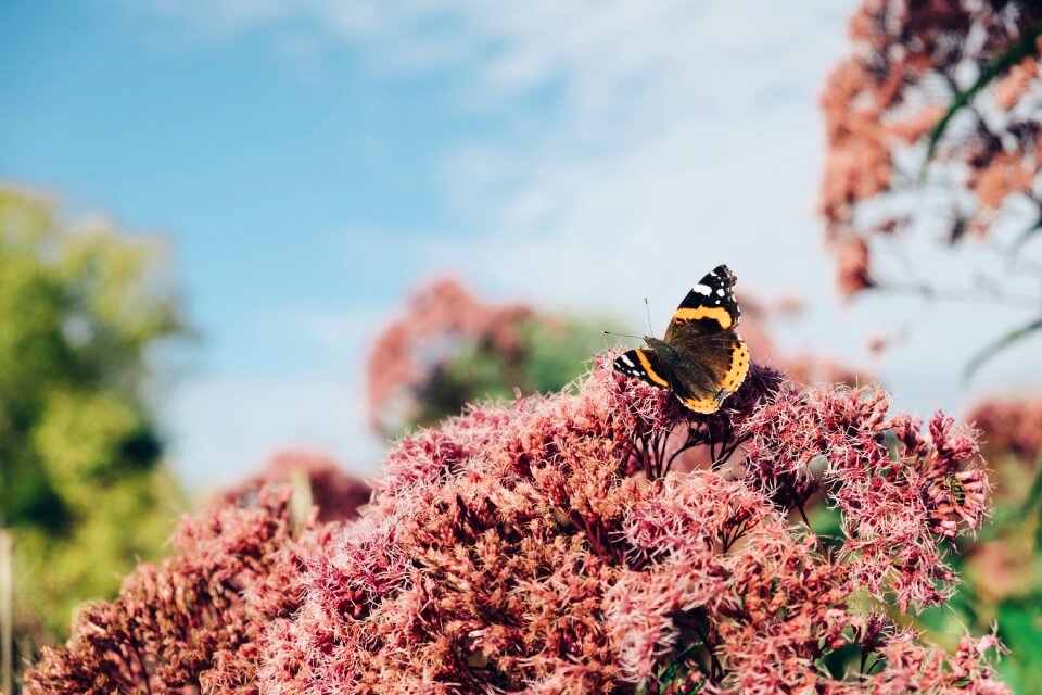 Insect animal floral
