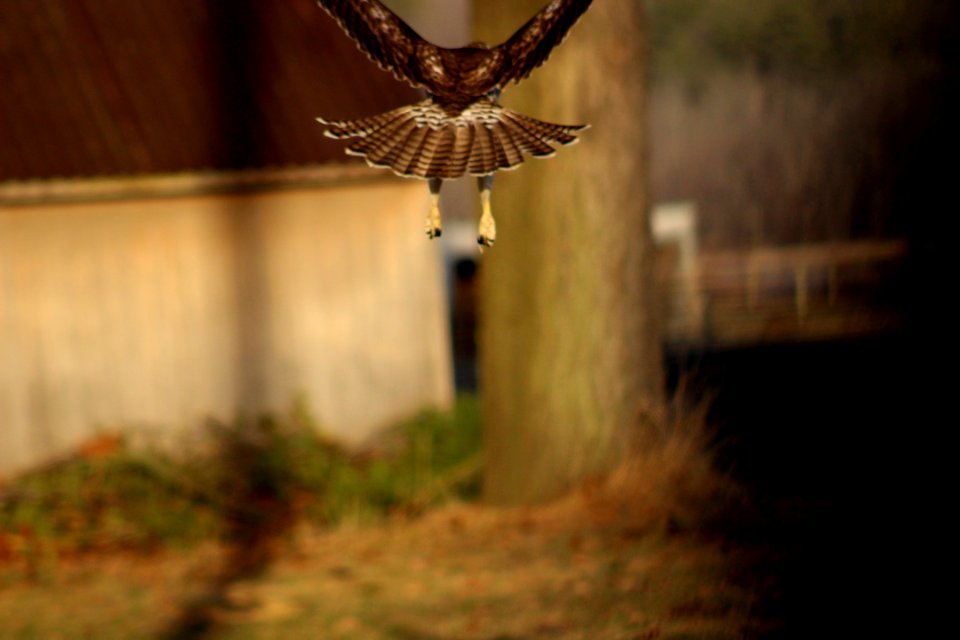 Red Tail Hawk