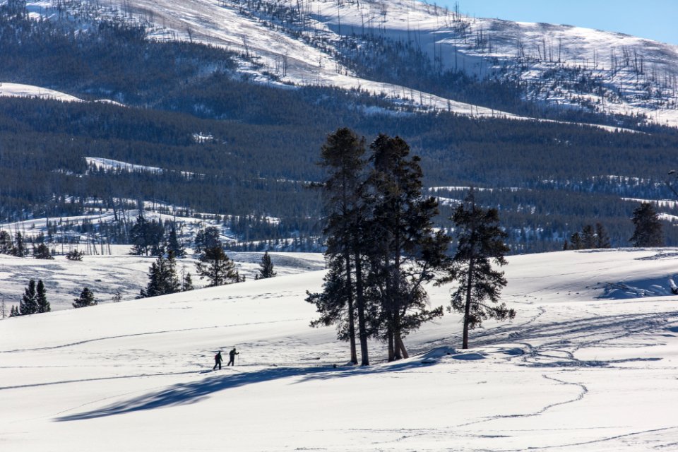 Two skiers near a group of trees on Blacktail Deer Plateau