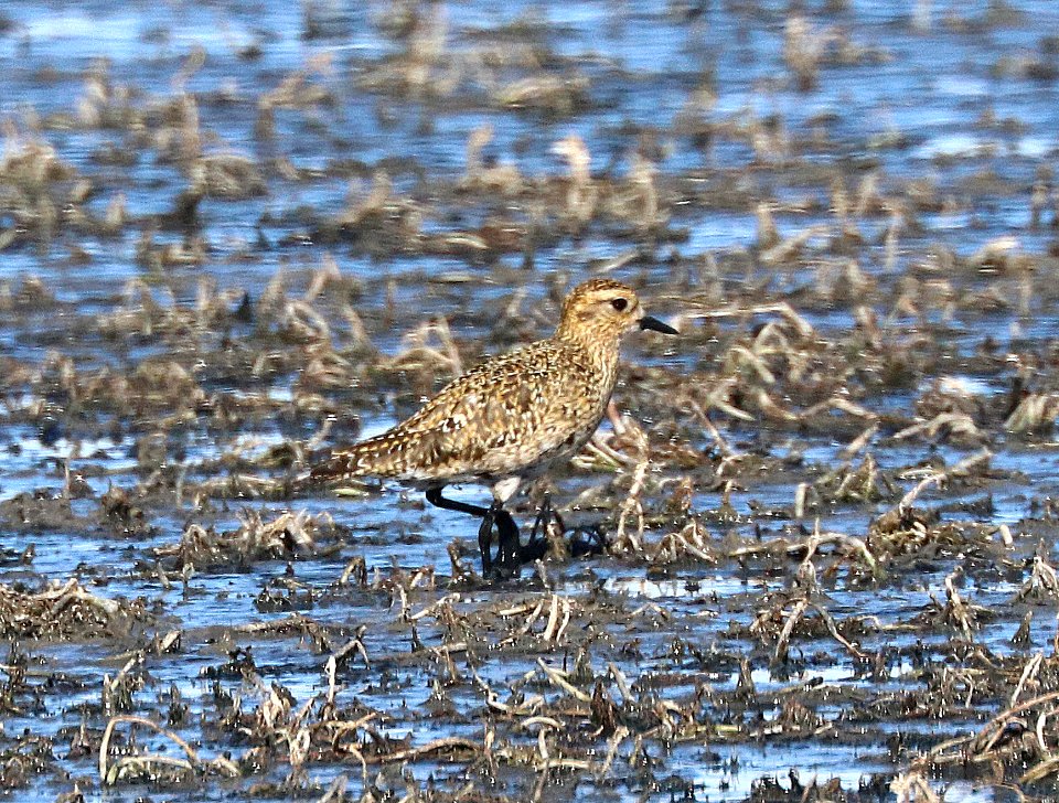 255 - EUROPEAN GOLDEN-PLOVER (10-17-2020) lake 14, maxwell r w r, colfax co, nm -22