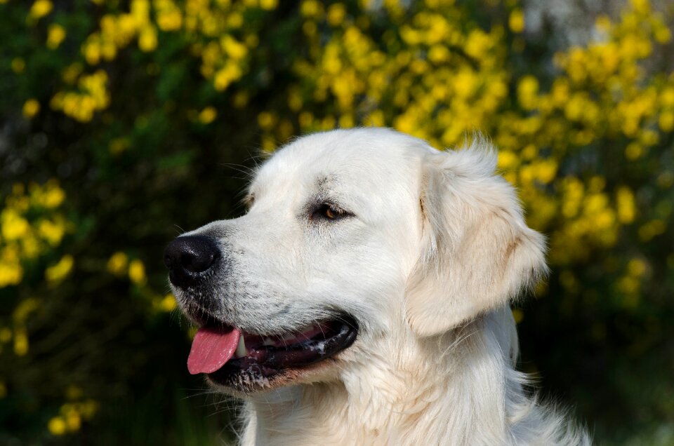 Retriever summer dog