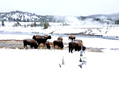 Bison near Midway Geyser Basin