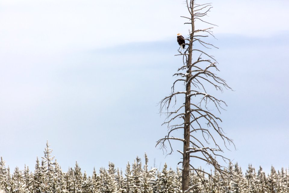 Bald Eagle along the Madison River