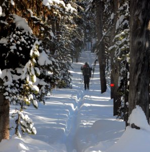 Cross-country skiers on Roller Coaster Trail