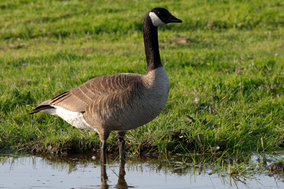 Bird waterfowl pond