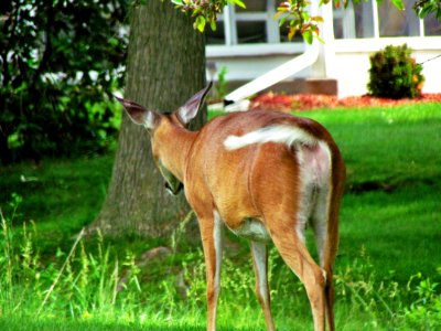 Deer in Elmira NY