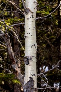 Bear claw marks on an aspen tree