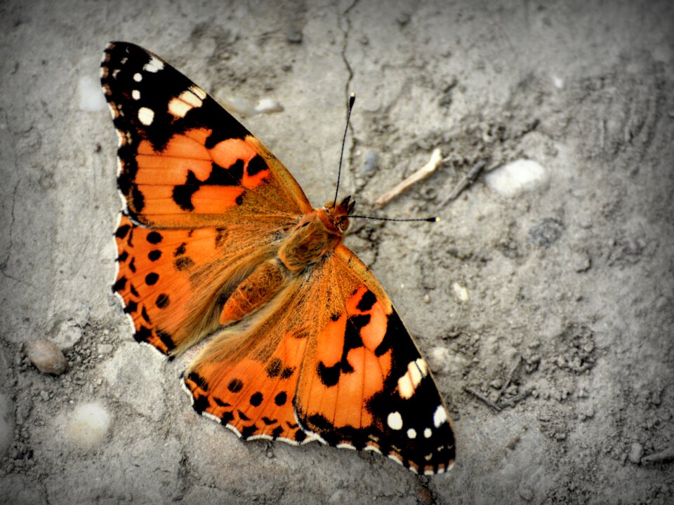 Coloring wings flying insects