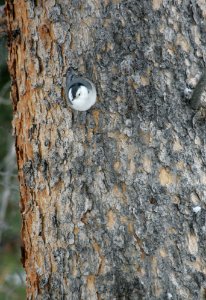 White-breasted nuthatch