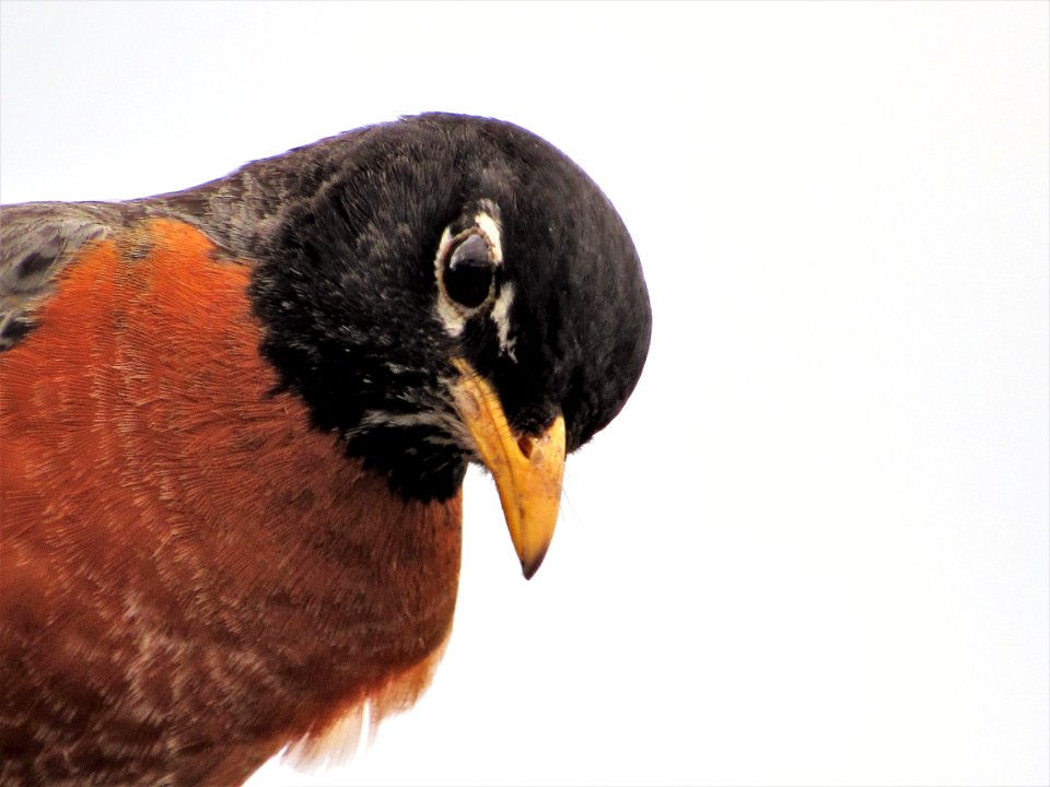 American Robin Turdus migratorius