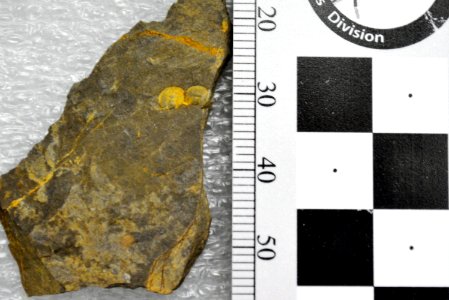 YELL 165705 Agnostid trilobite