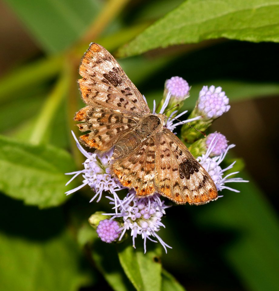 METALMARK, WALKER'S (Apodemia walkeri) (10-31-2015) resaca de la palma s  p, cameron co, tx -01