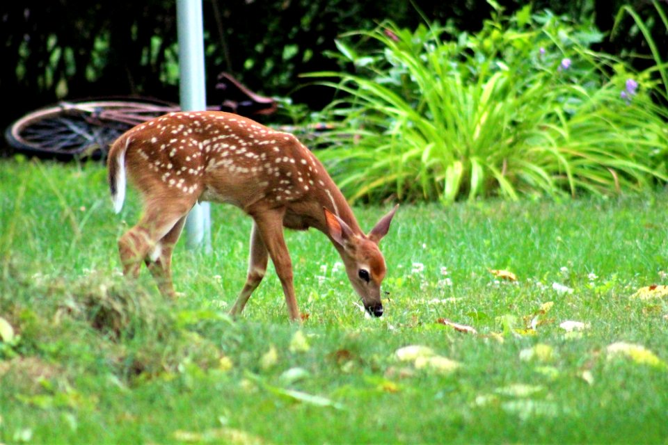 Fawns visiting our yard