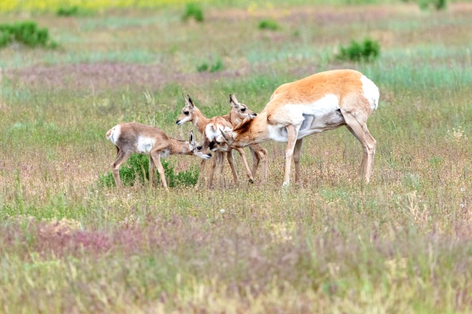 Pronghorn mother and three fawns (2)