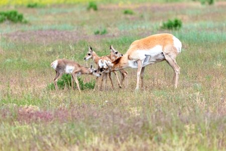 Pronghorn mother and three fawns (2)