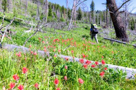 Backpacker hiking the Hellroaring Creek trail in the Absaroka Beartooth Wilderness