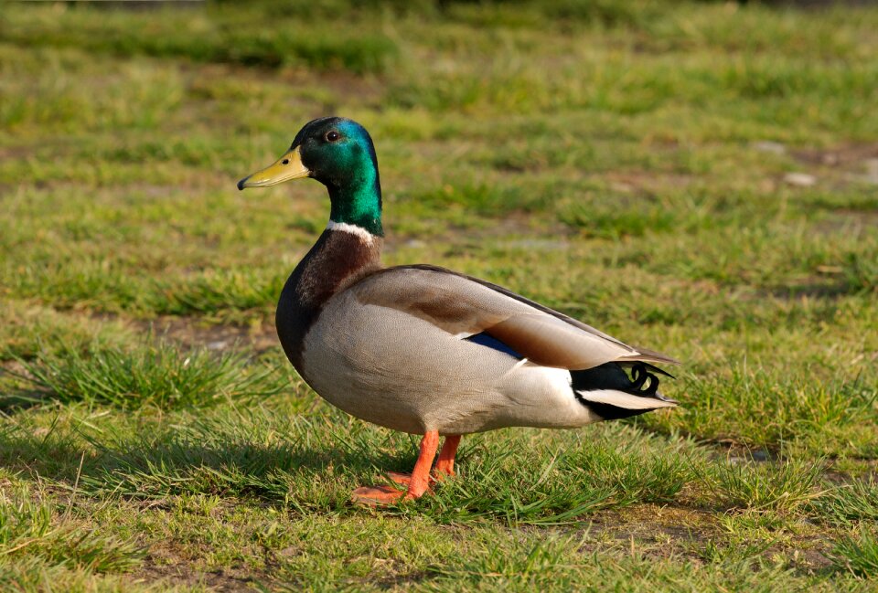 Bird wildlife waterfowl