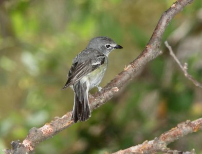 VIREO, PLUMBEOUS (5-25-11) vault mine trail. madera cyn, scc, az -01
