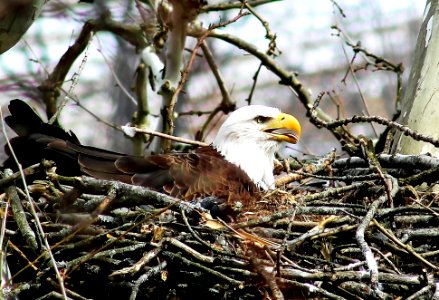 Bald Eagle sitting on eggs