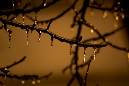 Tree branch frozen on winter night photo