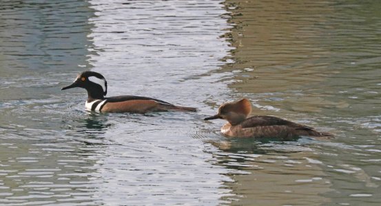 061 - HOODED MERGANSER (12-31-2017) yaquina bay, newport, lincoln co, or -02c