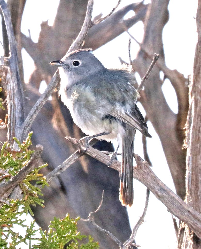 622 - GRAY VIREO (5-14-2917) muley point, san juan co, ut -07