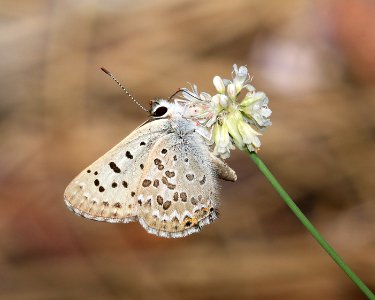 COPPER, EDITH'S (Lycaena editha)  (8-9-2017) placer co, ca -03